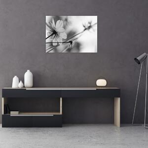 Obraz - Čiernobiele kvety (70x50 cm)