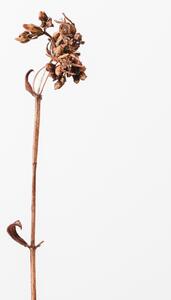 Umelecká fotografie Dried brown plant 2, Studio Collection, (26.7 x 40 cm)