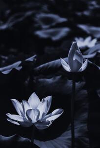 Umelecká fotografie Midsummer lotus, Sunao Isotani, (26.7 x 40 cm)