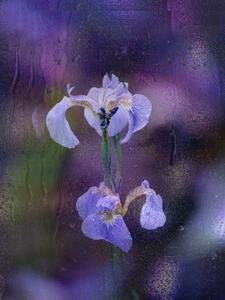 Umelecká fotografie Iris in rain, YoungIl Kim, (30 x 40 cm)