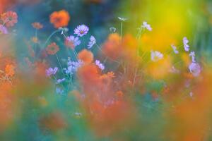 Umelecká fotografie The Colorful Garden, Junko Torikai, (40 x 26.7 cm)