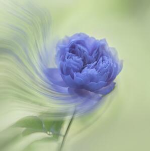 Umelecká fotografie Blue rose, Judy Tseng, (40 x 40 cm)
