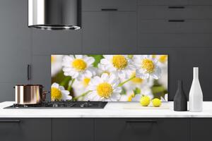 Sklenený obklad Do kuchyne Kvety sedmokráska príroda 125x50 cm