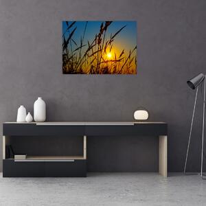 Obraz - Západ slnka v lúke (70x50 cm)