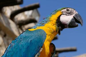DIMEX | Vliesové fototapety na stenu Papagáj Macaw MS-5-0404 | 375 x 250 cm | modrá, žltá, šedá