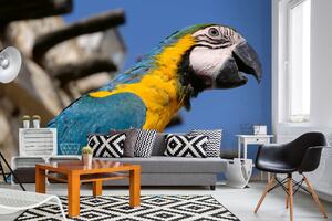 Samolepiaca vliesová fototapeta Papagáj Macaw 375 x 250 cm