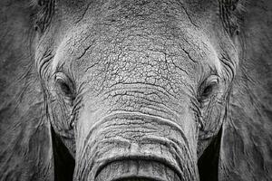 DIMEX | Vliesové fototapety na stenu Slon africký MS-5-0484 | 375 x 250 cm | biela, čierna