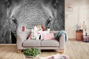 Samolepiaca vliesová fototapeta Slon africký 375 x 250 cm