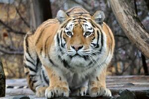 DIMEX | Vliesové fototapety na stenu Tiger na love MS-5-0579 | 375 x 250 cm | béžová, oranžová, hnedá, šedá