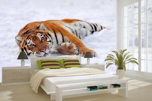 Samolepiaca vliesová fototapeta Tiger v snehu 375 x 250 cm
