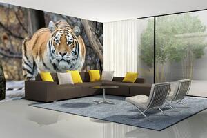 Samolepiaca vliesová fototapeta Tiger na love 375 x 250 cm