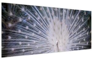 Obraz - Biely páv (120x50 cm)