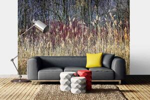 Samolepiaca vliesová fototapeta Zimné rákosie 375 x 250 cm