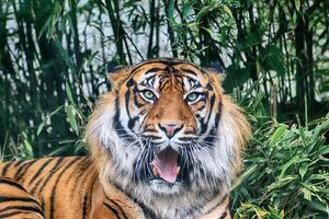 DIMEX | Vliesové fototapety na stenu Tiger sumaterský MS-5-0580 | 375 x 250 cm | zelená, biela, čierna, oranžová