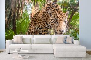 Samolepiaca vliesová fototapeta Jaguár v džungli 375 x 250 cm