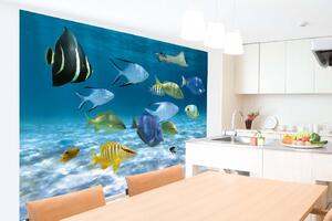 Samolepiaca vliesová fototapeta Kŕdeľ rýb 375 x 250 cm