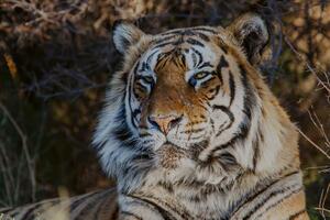DIMEX | Vliesové fototapety na stenu Majestátny tiger MS-5-0597 | 375 x 250 cm | béžová, oranžová, hnedá