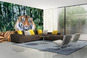 Samolepiaca vliesová fototapeta Tiger sumaterský 375 x 250 cm