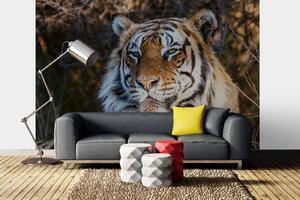 Samolepiaca vliesová fototapeta Majestátny tiger 375 x 250 cm