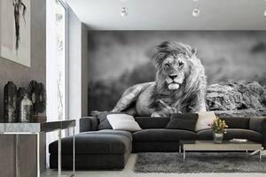 Samolepiaca vliesová fototapeta Mocný lev 375 x 250 cm