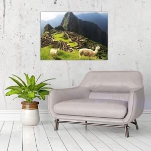 Obraz - Lamy v Machu Picchu (70x50 cm)