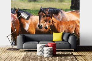 Samolepiaca vliesová fototapeta Kone s žriebäťom 375 x 250 cm