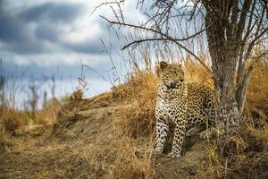 DIMEX | Vliesové fototapety na stenu Divoký leopard MS-5-0566 | 375 x 250 cm | modrá, béžová, hnedá