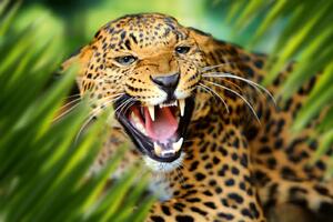DIMEX | Vliesové fototapety na stenu Leopard v džungli MS-5-0550 | 375 x 250 cm | zelená, béžová, čierna, žltá