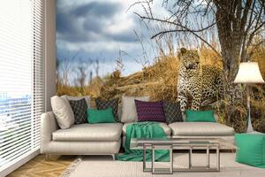 Samolepiaca vliesová fototapeta Divoký leopard 375 x 250 cm