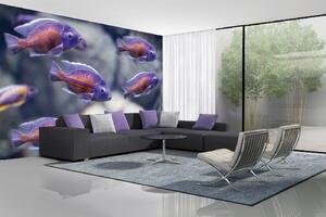 Samolepiaca vliesová fototapeta Malé rybky 375 x 250 cm