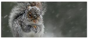 Obraz - Veverička v zime (120x50 cm)