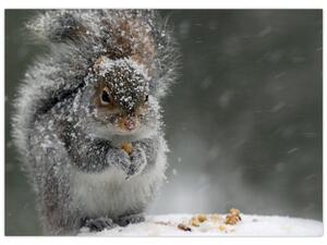 Obraz - Veverička v zime (70x50 cm)