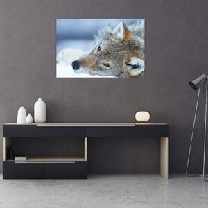 Obraz - Vlk (90x60 cm)