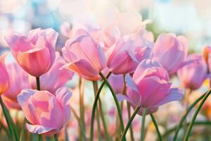 DIMEX | Vliesové fototapety na stenu Ružové tulipány MS-5-1319 | 375 x 250 cm | zelená, biela, ružová