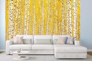Samolepiaca vliesová fototapeta Žltá breza 375 x 250 cm