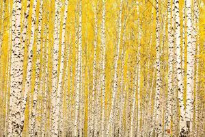DIMEX | Vliesové fototapety na stenu Žltá breza MS-5-1898 | 375 x 250 cm | biela, čierna, žltá