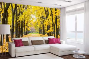 Samolepiaca vliesová fototapeta Jesenný park 375 x 250 cm