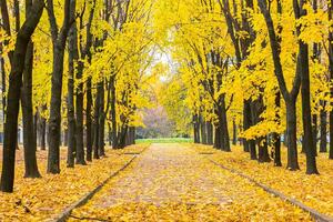 DIMEX | Vliesové fototapety na stenu Jesenný park MS-5-1914 | 375 x 250 cm | žltá, hnedá