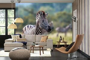 Samolepiaca vliesová fototapeta Zebra stepná 375 x 250 cm