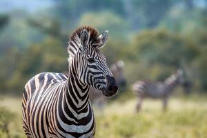 DIMEX | Vliesové fototapety na stenu Zebra stepná MS-5-0456 | 375 x 250 cm | zelená, biela, čierna, hnedá