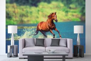 Samolepiaca vliesová fototapeta Kôň bežiaci jazerom 375 x 250 cm