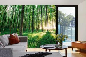 Samolepiaca vliesová fototapeta Zelený les 375 x 250 cm