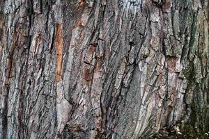 DIMEX | Vliesové fototapety na stenu Dubová kôra MS-5-2346 | 375 x 250 cm | zelená, oranžová, hnedá