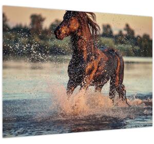 Obraz - Bežiaci kôň (70x50 cm)