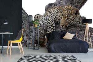 Samolepiaca vliesová fototapeta Leopard na strome 375 x 250 cm