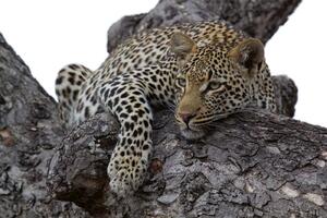 DIMEX | Vliesové fototapety na stenu Leopard na strome MS-5-0537 | 375 x 250 cm | béžová, čierna, hnedá