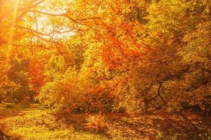 DIMEX | Vliesové fototapety na stenu Jesenné javorové stromy MS-5-1900 | 375 x 250 cm | žltá, oranžová, hnedá