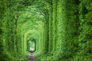 DIMEX | Vliesové fototapety na stenu Zelený tunel MS-5-1897 | 375 x 250 cm | zelená