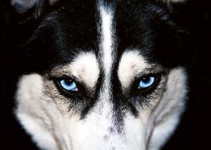 DIMEX | Vliesové fototapety na stenu Husky MS-5-0426 | 375 x 250 cm | modrá, biela, čierna