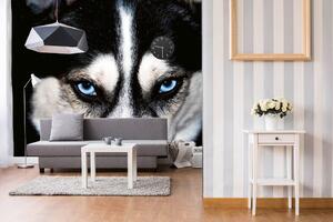 Samolepiaca vliesová fototapeta Husky 375 x 250 cm